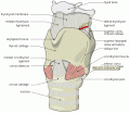 Larynx_external_Cricothyrotomy.gif